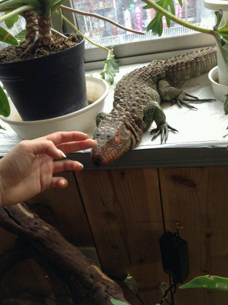 Illustration for article titled A Look Inside Japan's Reptile Cafes